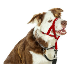 collar_de_adiestramiento_para_perros_company_of_animals_halti_bozal_35-48_cm_0886284112406_novedad